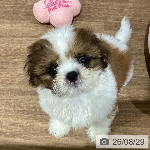 鳥取県のシーズー (ペッツワン 日吉津店/2026年6月17日生まれ/男の子/ホワイトゴールド)の子犬の4枚目の画像