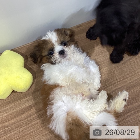 鳥取県のシーズー (ペッツワン 日吉津店/2026年6月17日生まれ/男の子/ホワイトゴールド)の子犬の3枚目の画像