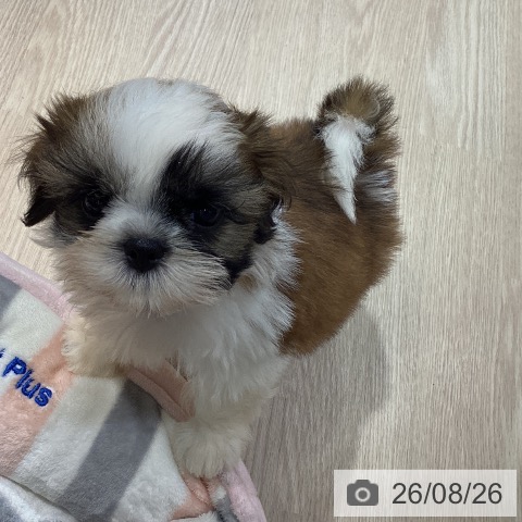 岡山県のシーズー (ペットプラス 岡山店/2026年6月17日生まれ/男の子/ホワイトゴールド)の子犬の4枚目の画像