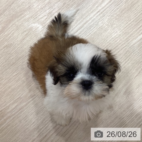 岡山県のシーズー (ペットプラス 岡山店/2026年6月17日生まれ/男の子/ホワイトゴールド)の子犬の3枚目の画像