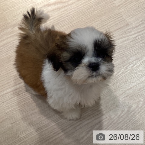 岡山県のシーズー (ペットプラス 岡山店/2026年6月17日生まれ/男の子/ホワイトゴールド)の子犬の3枚目の画像