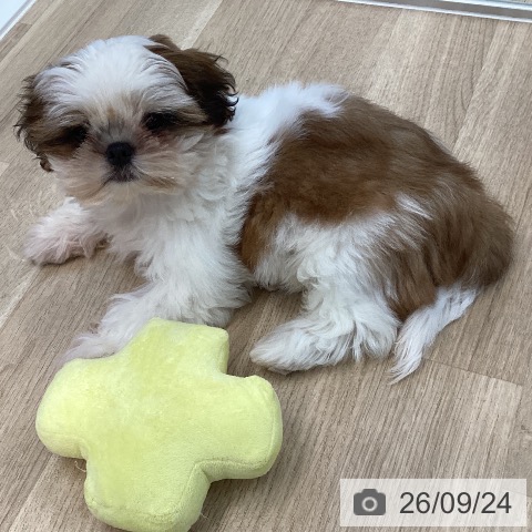 愛媛県のシーズー (ペットプラス 新居浜店/2026年6月17日生まれ/女の子/ホワイトゴールド)の子犬の4枚目の画像