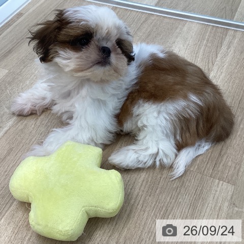 愛媛県のシーズー (ペットプラス 新居浜店/2026年6月17日生まれ/女の子/ホワイトゴールド)の子犬の3枚目の画像