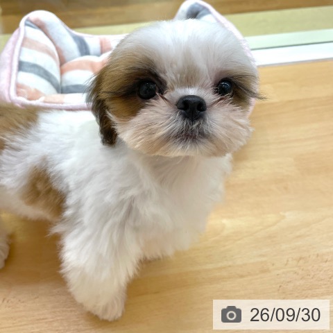 香川県のシーズー (ペットプラス 高松店/2026年6月17日生まれ/女の子/ホワイトゴールド)の子犬の4枚目の画像