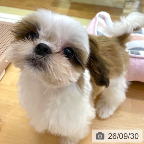 香川県のシーズー (ペットプラス 高松店/2026年6月17日生まれ/女の子/ホワイトゴールド)の子犬の3枚目の画像