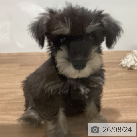 鳥取県のミニチュアシュナウザー (ペッツワン 日吉津店/2026年6月17日生まれ/男の子/ブラックシルバー)の子犬の4枚目の画像