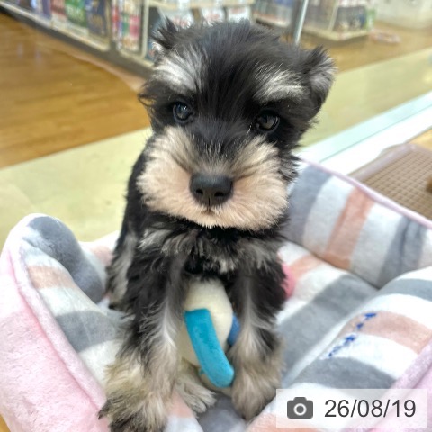 香川県のミニチュアシュナウザー (ペットプラス 高松店/2026年6月17日生まれ/男の子/ブラックシルバー)の子犬の4枚目の画像