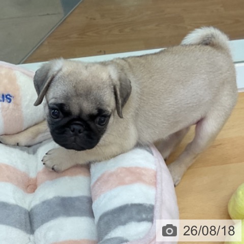 パグの写真