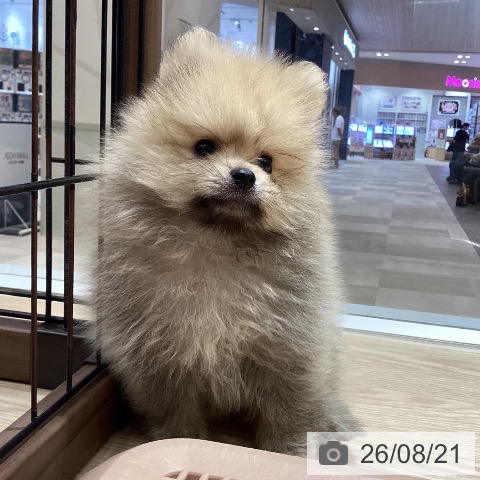 徳島県のポメラニアン (ペットプラス 徳島店/2026年6月18日生まれ/男の子/ウルフセーブル)の子犬の4枚目の画像