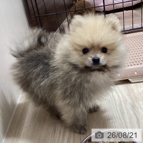 徳島県のポメラニアン (ペットプラス 徳島店/2026年6月18日生まれ/男の子/ウルフセーブル)の子犬の3枚目の画像