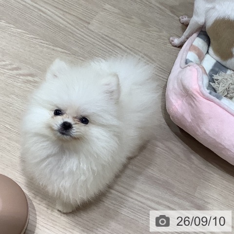岡山県のポメラニアン (ペットプラス 岡山店/2026年6月18日生まれ/女の子/クリーム)の子犬の3枚目の画像