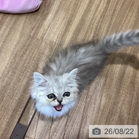 鳥取県のペルシャ (ペッツワン 日吉津店/2026年5月29日生まれ/男の子/チンチラシルバー)の子猫の4枚目の画像