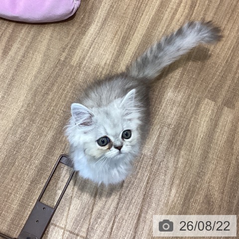 鳥取県のペルシャ (ペッツワン 日吉津店/2026年5月29日生まれ/男の子/チンチラシルバー)の子猫の3枚目の画像