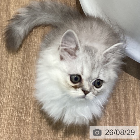 ペルシャの写真