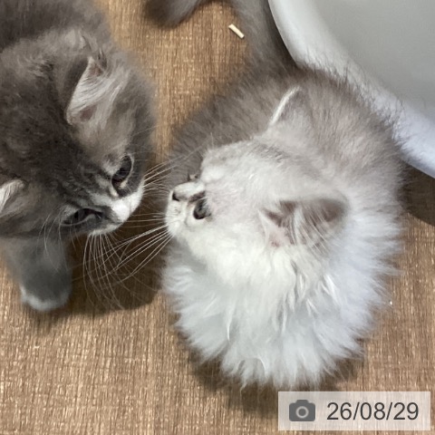 ペルシャの写真