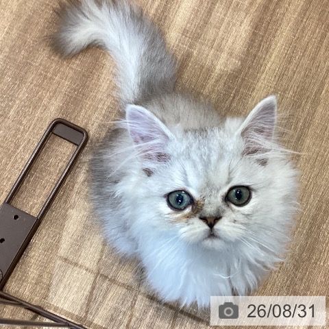 ペルシャの写真