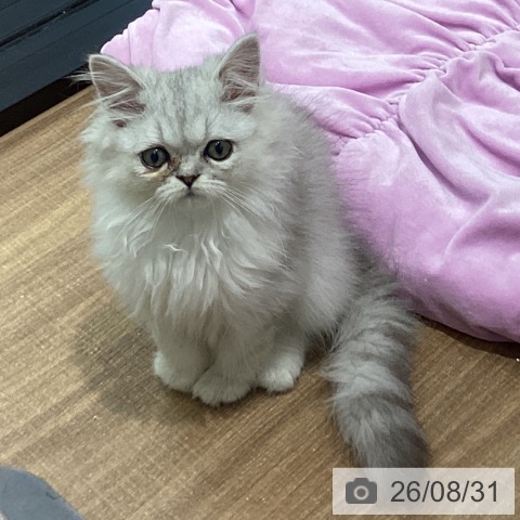 鳥取県のペルシャ (ペッツワン 日吉津店/2026年5月29日生まれ/男の子/チンチラシルバー)の子猫の4枚目の画像
