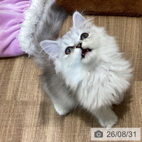 鳥取県のペルシャ (ペッツワン 日吉津店/2026年5月29日生まれ/男の子/チンチラシルバー)の子猫の3枚目の画像