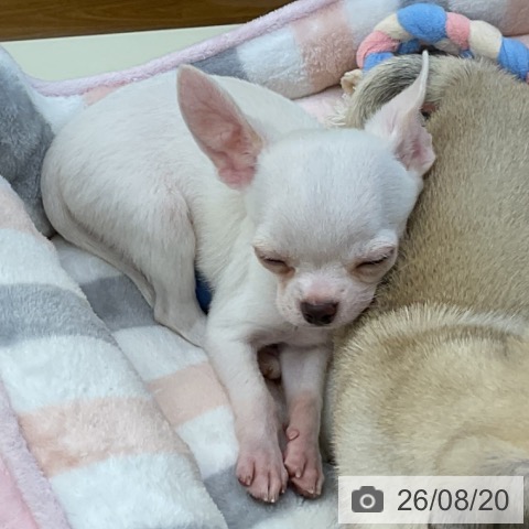 香川県のチワワ(ロング) (ペットプラス 綾川店/2026年6月15日生まれ/男の子/ホワイトクリーム)の子犬の3枚目の画像