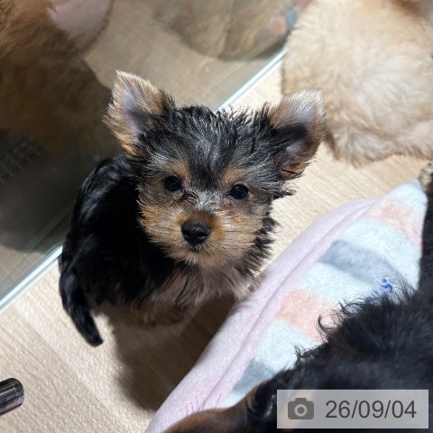 兵庫県のヨークシャーテリア (ペットプラス 神戸三宮店/2026年6月19日生まれ/男の子/スチールブルータン)の子犬の3枚目の画像