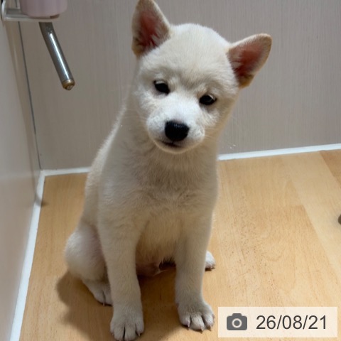 柴の写真