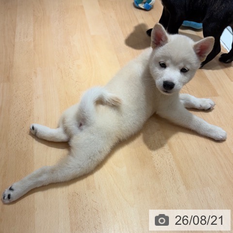 柴の写真