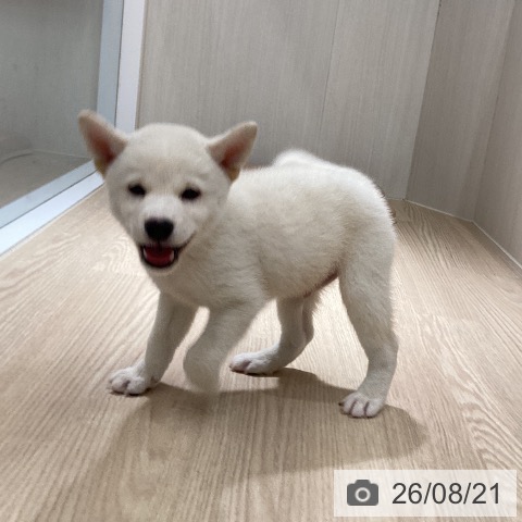 徳島県の柴犬(標準サイズ) (ペットプラス 徳島店/2026年6月14日生まれ/男の子/白)の子犬の4枚目の画像