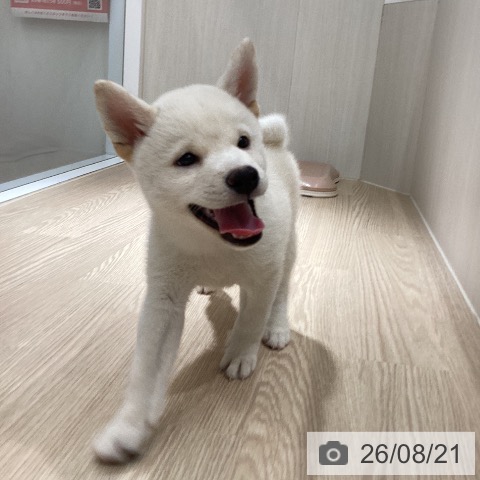 徳島県の柴犬(標準サイズ) (ペットプラス 徳島店/2026年6月14日生まれ/男の子/白)の子犬の3枚目の画像