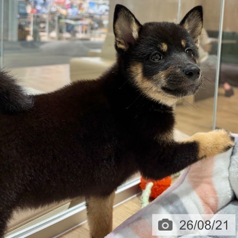 柴の写真