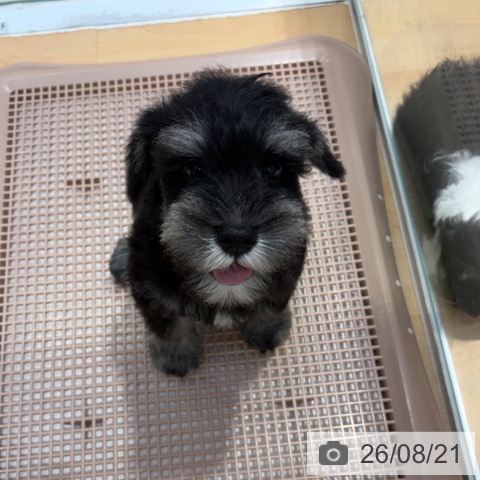 ミニチュア・シュナウザーの写真