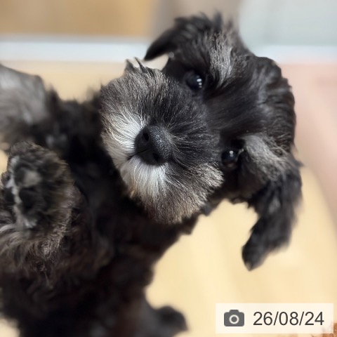 ミニチュア・シュナウザーの写真