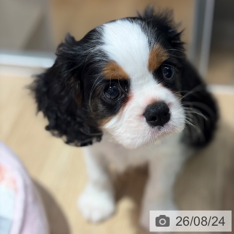 大阪府のキャバリアキングチャールズスパニエル (ペットプラス イオン大日店/2026年6月20日生まれ/男の子/トライカラー)の子犬の4枚目の画像