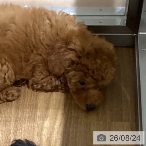鳥取県のトイプードル(トイ) (ペッツワン 日吉津店/2026年6月16日生まれ/男の子/レッドフォーン)の子犬の3枚目の画像