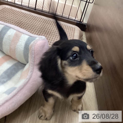 徳島県のカニンヘンダックスフンド(ロング) (ペットプラス 徳島店/2026年6月17日生まれ/女の子/ブラックイエロー)の子犬の4枚目の画像
