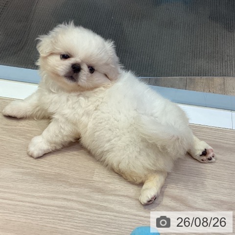 岡山県のペキニーズ (ペットプラス 岡山店/2026年6月20日生まれ/女の子/ホワイトクリーム)の子犬の4枚目の画像