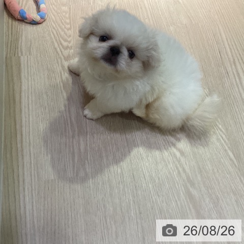 岡山県のペキニーズ (ペットプラス 岡山店/2026年6月20日生まれ/女の子/ホワイトクリーム)の子犬の3枚目の画像