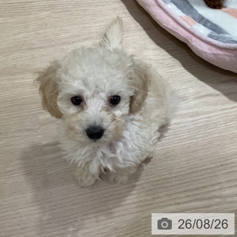 岡山県のトイプードル(トイ) (ペットプラス 岡山店/2026年6月21日生まれ/男の子/ホワイト)の子犬の4枚目の画像