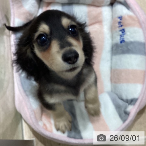 宮城県のミニチュアダックスフンド(ロング) (ペットプラス 仙台上杉店/2026年6月19日生まれ/男の子/ブラックイエロー)の子犬の3枚目の画像