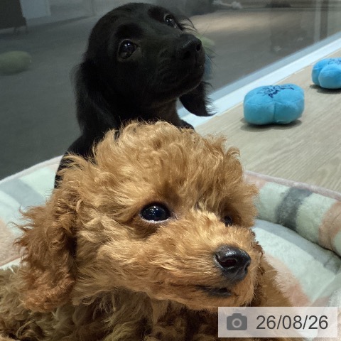 岡山県のトイプードル(トイ) (ペットプラス 岡山店/2026年6月16日生まれ/男の子/レッド)の子犬の4枚目の画像
