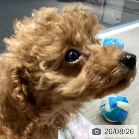岡山県のトイプードル(トイ) (ペットプラス 岡山店/2026年6月16日生まれ/男の子/レッド)の子犬の3枚目の画像