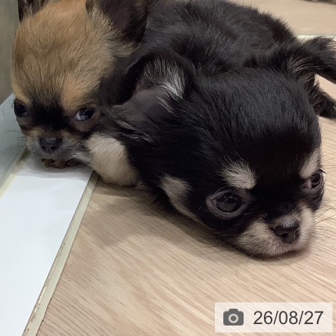 岡山県のチワワ(ロング) (ペットプラス 岡山店/2026年6月24日生まれ/女の子/ブラッククリーム)の子犬の3枚目の画像