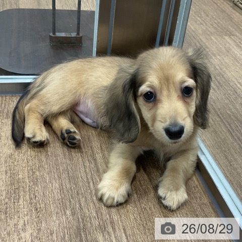 ミニチュア・ダックスフンドの写真