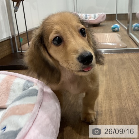 神奈川県のミニチュアダックスフンド(ロング) (ペッツワン 小田原店/2026年6月24日生まれ/男の子/シェーデットレッド)の子犬の4枚目の画像