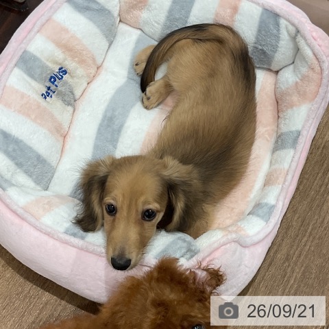 神奈川県のミニチュアダックスフンド(ロング) (ペッツワン 小田原店/2026年6月24日生まれ/男の子/シェーデットレッド)の子犬の3枚目の画像