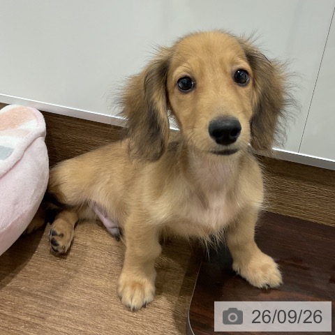神奈川県のミニチュアダックスフンド(ロング) (ペッツワン 小田原店/2026年6月24日生まれ/男の子/シェーデットレッド)の子犬の3枚目の画像