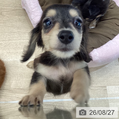 ミニチュア・ダックスフンドの写真