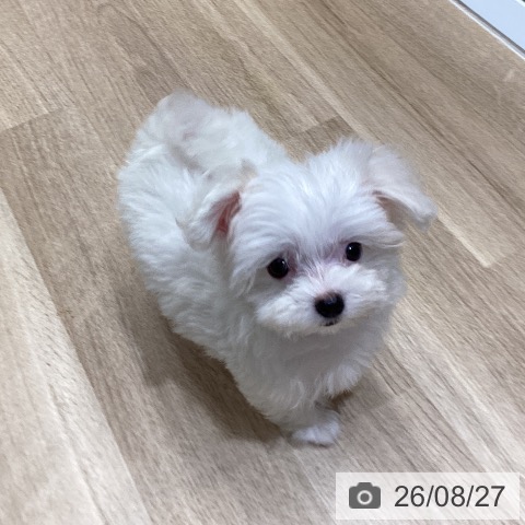 東京都のマルチーズ (ペットプラス むさし村山店/2026年6月10日生まれ/女の子/ホワイト)の子犬の3枚目の画像