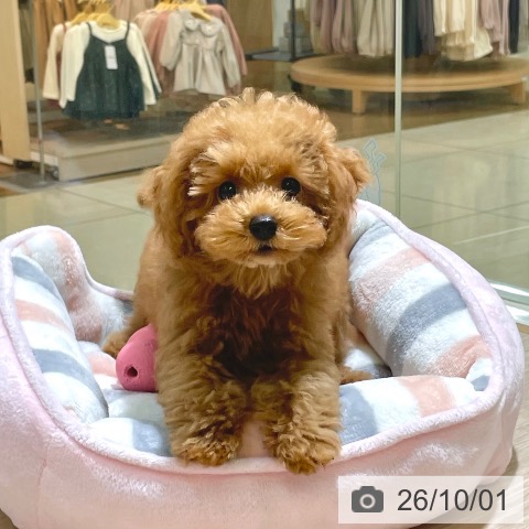 東京都のトイプードル(トイ) (ペットプラス 板橋店/2026年6月26日生まれ/男の子/アプリコット)の子犬の4枚目の画像