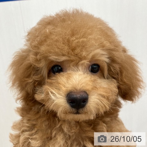 埼玉県のトイプードル(トイ) (ペットプラス 八潮店/2026年6月26日生まれ/男の子/オレンジフォーン)の子犬の4枚目の画像