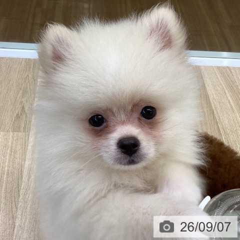 福島県のポメラニアン (ペットプラス 福島店/2026年6月24日生まれ/男の子/クリーム)の子犬の4枚目の画像